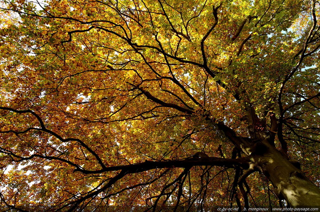 Au pied du grand hêtre
Forêt de Montmorency
Val d'Oise, France
Mots-clés: montmorency val-d-oise automne hetre