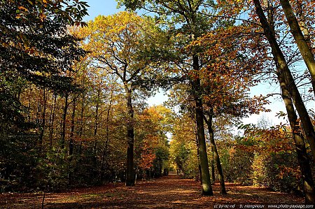 allee_en_automne-foret_de_montmorency-72.jpg