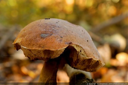 champignons-foret-montmorency-01.JPG