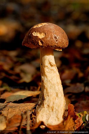 champignons-foret-montmorency-03.jpg