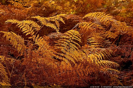 fougeres-foret_de_montmorency-49.jpg