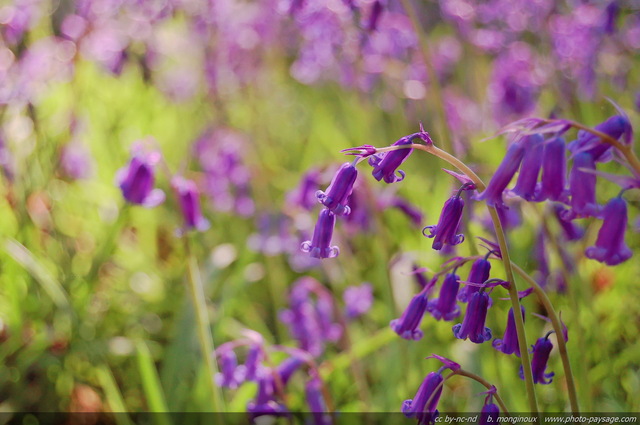 De belles jacinthes des bois dans la lumière d'un doux soleil printanier
Forêt de Saint-Yon, Essonne
Mots-clés: plus_belles_images_de_printemps fleurs couleur_bleu jacinthe printemps forÃªt saint-yon essonne categoriestyon fleurs_des_bois st-valentin