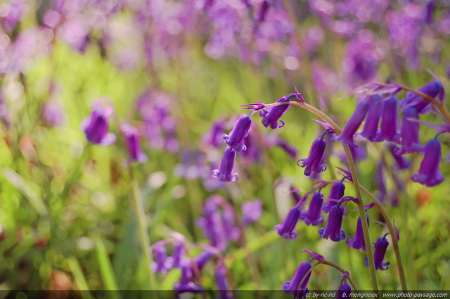 De belles jacinthes des bois dans la lumière d'un doux soleil printanier
Forêt de Saint-Yon, Essonne
Mots-clés: plus_belles_images_de_printemps fleurs couleur_bleu jacinthe printemps forêt saint-yon essonne categoriestyon fleurs_des_bois st-valentin