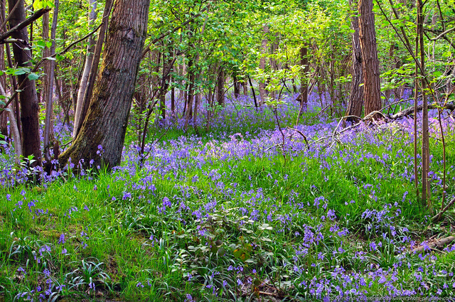 Des milliers de jacinthes sauvages qui tapissent d'un magnifique bleu printanier les sous-bois 
Forêt de Saint-Yon, Essonne

[Le printemps en image]
Mots-clés: fleurs couleur_bleu jacinthe printemps saint-yon essonne jacinthe_des_bois les_plus_belles_images_de_nature plus_belles_images_de_printemps