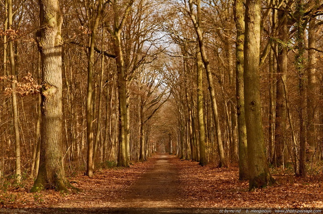 Forêt domaniale de Sénart
[Forêt de Sénart, Seine et Marne / Essonne]
Mots-clés: senart automne ile-de-france chemin chene alignement_d_arbre