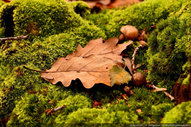 Mousse et feuilles de chêne sur une souche d'arbre
[Forêt de Sénart, Seine et Marne / Essonne]
Mots-clés: senart automne ile-de-france mousse souche chene feuilles_mortes