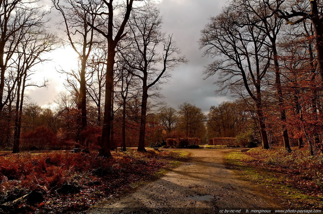 Fin d'après-midi rougoyante au carrefour de l'Ermitage
[Forêt de Sénart, Seine et Marne / Essonne]
Mots-clés: senart automne ile-de-france chemin contre-jour automne fougere rayon_de_soleil_en_foret les_plus_belles_images_de_nature