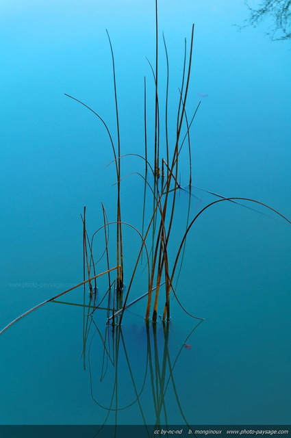 Végétation aquatique
[Forêt de Sénart, Seine et Marne / Essonne]
Mots-clés: senart ile-de-france mare zone-humide roseau cadrage_vertical