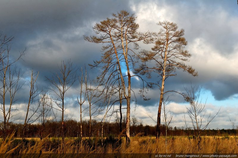 Prairie dans la forêt de Sénart
[Forêt de Sénart, Seine et Marne / Essonne]
Mots-clés: senart ile-de-france ciel_d_en_bas les_plus_belles_images_de_nature