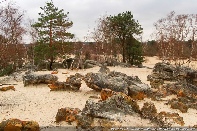 Roches grayeuses et sable fin
Désert aux sables du Cul de Chien,
Forêt des Trois Pignons
Mots-clés: desert sable_fin cul_de_chien rocher roc gres grayeux foret_des_trois_pignons seine_et_marne