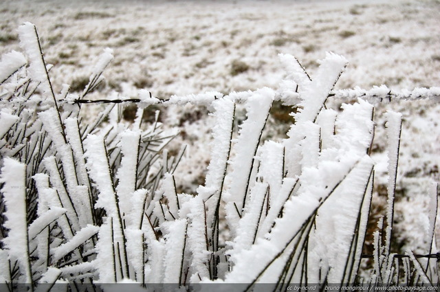 Givre sur brins d'herbe
La Margeride sous le givre
[Images d'hiver]
Mots-clés: hiver neige givre froid glace champs campagne herbe nature margeride cantal auvergne massif-central macrophoto les_plus_belles_images_de_nature