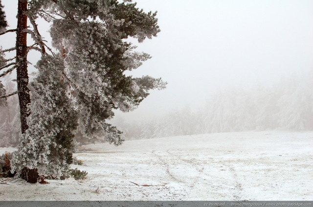 Brouillard givrant
La Margeride sous le givre
[Images d'hiver]
Mots-clés: hiver neige givre brume froid glace champs campagne margeride cantal languedoc-roussillon auvergne massif-central les_plus_belles_images_de_nature