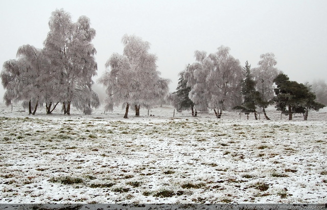 Brouillard givrant
La Margeride sous le givre
[Images d'hiver]
Mots-clés: hiver neige givre froid glace champs campagne margeride languedoc-roussillon cantal auvergne massif-central