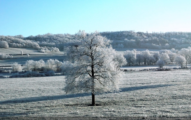 Campagne sous le givre
Paysage du massif central par -11Â°C
[Images d'hiver]
Mots-clés: hiver neige givre froid glace champs campagne arbre_remarquable nature arbre_seul languedoc-roussillon lozere massif-central
