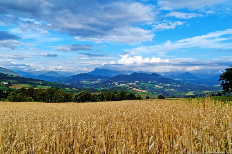 Champs de blé dans le Vercors
Mots-clés: vercors montagne campagne champs cereale_ble nature categ_ble beautes_de_la_nature montagnard oxygene