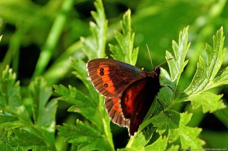 Papillon
Dans un sous bois à proximité du Clot de la Balme (Vercors)
Mots-clés: vercors montagne insecte papillon macrophoto