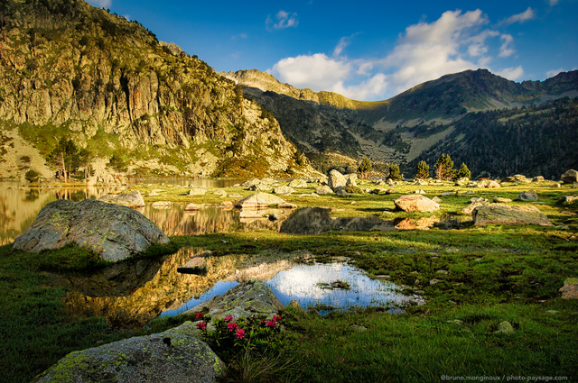 Quelques fleurs qui poussent au bord d'un lac de montagne
Lac d'Aubert, réserve naturelle du Néouvielle, Pyrénées
Mots-clés: montagne pyrenees reflets matin fleurs rocher herbe miroir categorielac categ_ete