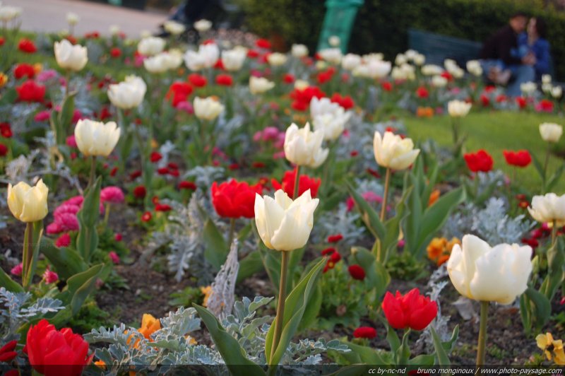 Les amoureux de Paris
[Le printemps en image]
Mots-clés: paris fleurs printemps tulipe couleur_blanc rouge couleur_blanc plus_belles_images_de_printemps