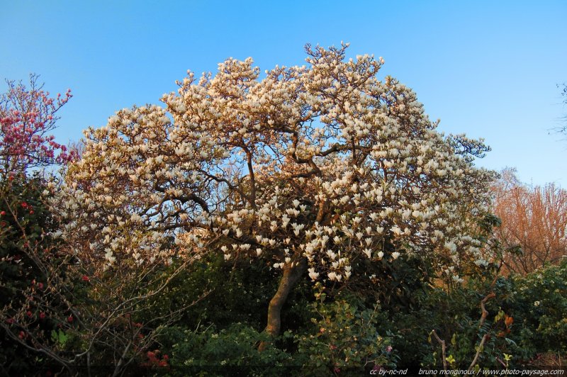 Magnolia un soir de printemps
[Le printemps en image]
Mots-clés: printemps fleurs arbuste floraison couleur_blanc couleur_blanc magnolia arbre_en_fleur
