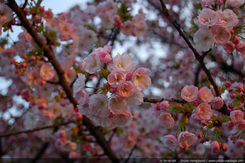 Soir de printemps
Mots-clés: rose fleurs couleur_blanc couleur_blanc printemps arbre_en_fleur