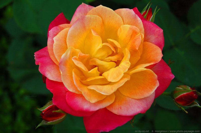 Jaune rose
Mots-clés: fleurs rose jaune st-valentin