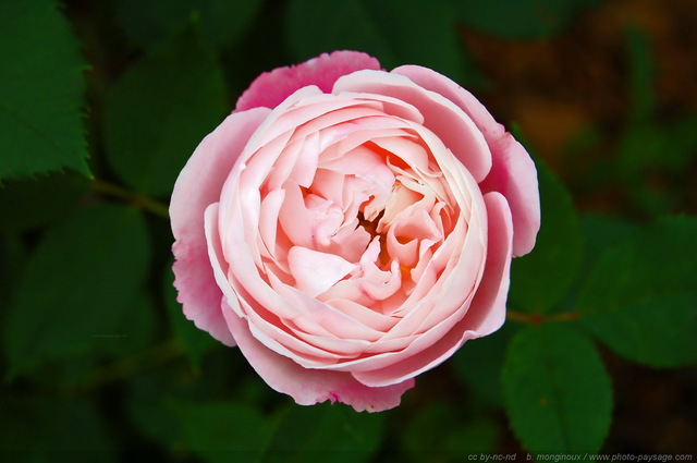 Belle rose
Mots-clés: fleurs rose st-valentin