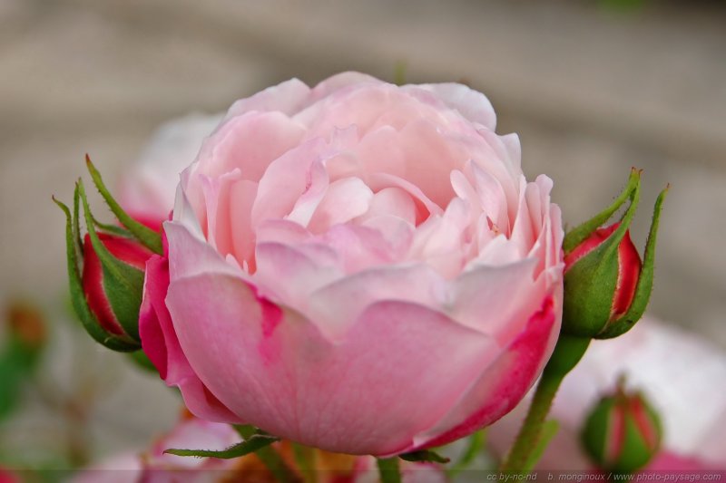 Jolie rose
Mots-clés: fleurs rose st-valentin bourgeon