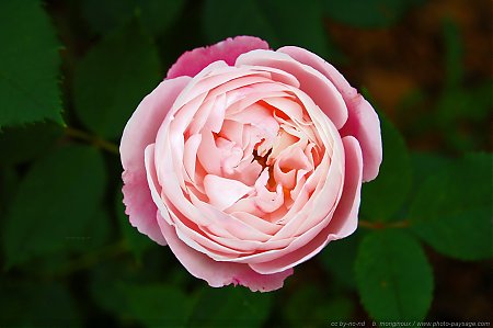 une-jolie-rose-03.jpg