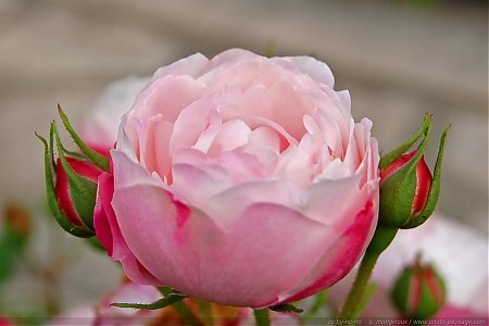 Nom du fichier=une-jolie-rose-04.jpg
Taille du fichier=795Ko
Dimensions : 2872x1915
Ajouté le : 06 Février 2013 une-jolie-rose-04.jpg