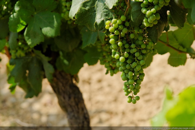 Une grappe de raisin blanc
Mots-clés: raisin vigne categ_ete