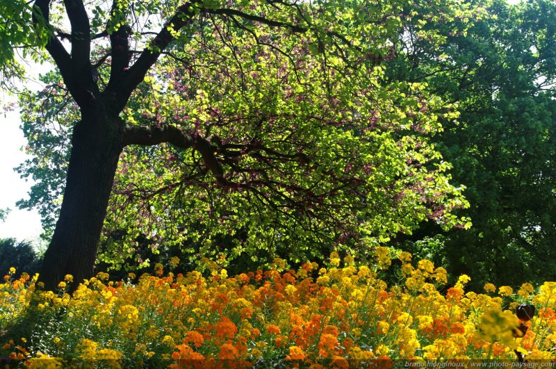 Sous un soleil de plomb...
...les places à l'ombres sont chères ;)

Parc Monceau, 
Paris, France
Mots-clés: arbre_en_fleur printemps parc_monceau paris jardin fleurs chaleur