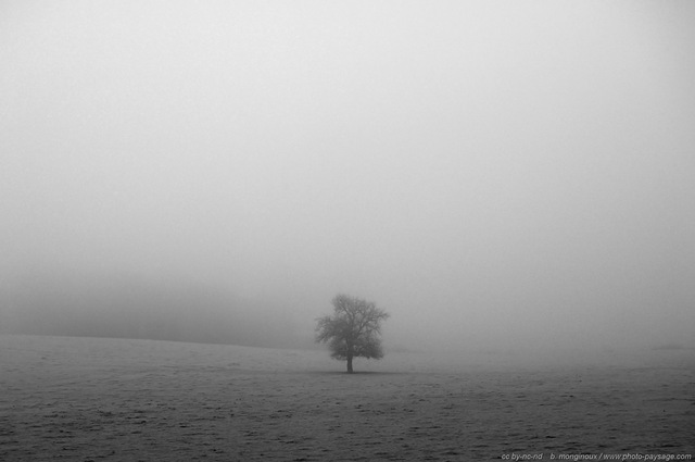 Un arbre seul dans la brume
Mots-clés: brume brouillard noir_et_blanc