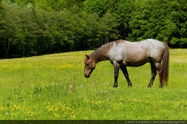 Un cheval dans la prairie
Mots-clés: prairie champs cheval printemps animal campagne