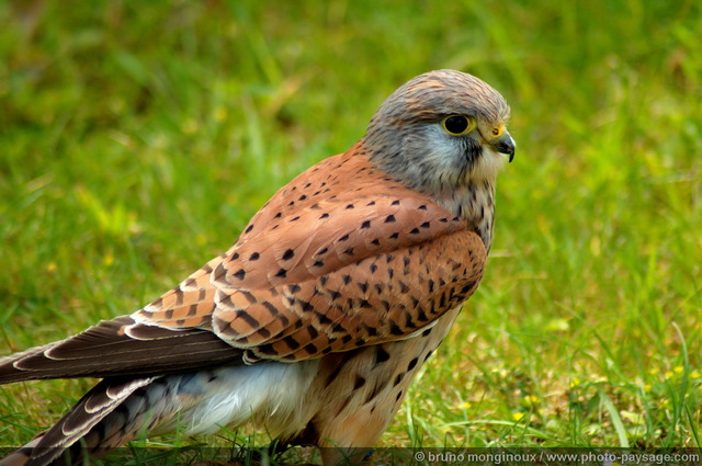 Faucon crécerelle
Mots-clés: oiseau rapace