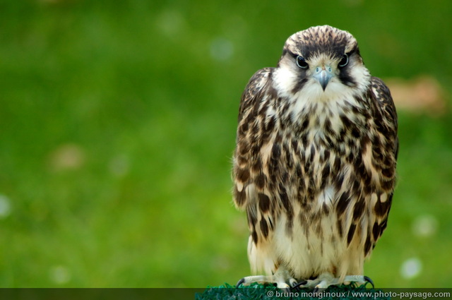 Faucon lanier-1
Mots-clés: oiseau rapace les_plus_belles_images_de_nature regle_des_tiers