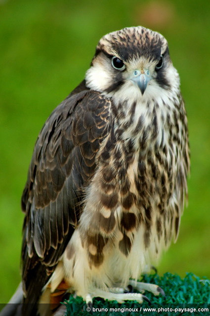 Faucon lanier -2
Mots-clés: oiseau rapace