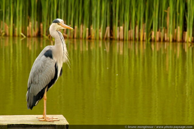 Héron -01
Mots-clés: oiseau heron