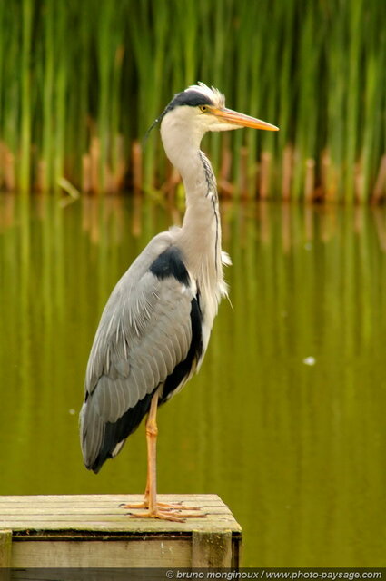 Héron -02
Mots-clés: oiseau heron cadrage_vertical