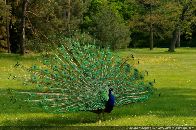 La roue du Paon
Mots-clés: oiseau paon