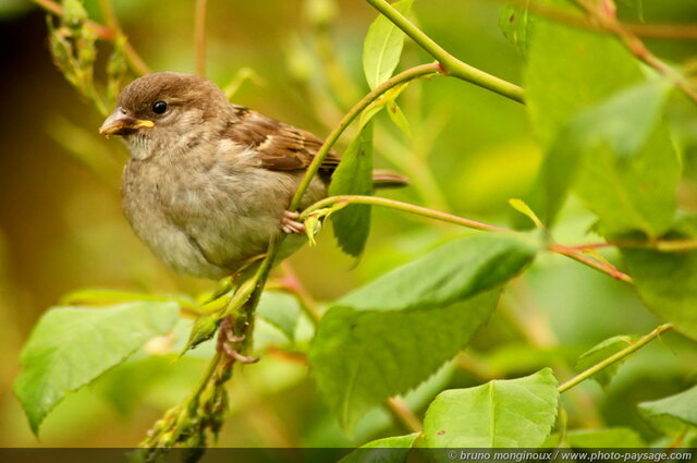 Moineau sur une branche
Mots-clés: oiseau moineau