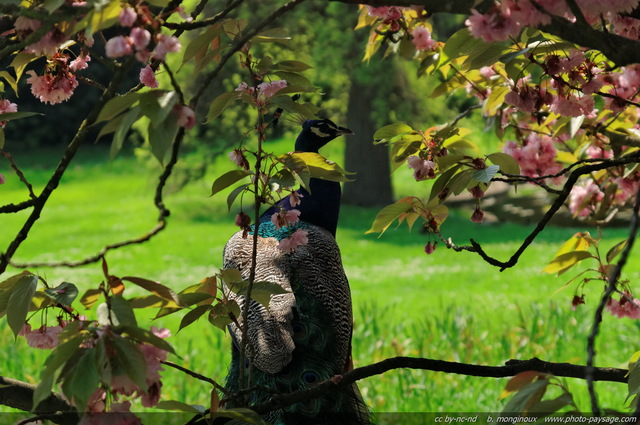 Un paon sur la branche d'un cerisier
Mots-clés: oiseau paon arbre_en_fleur cerisier printemps