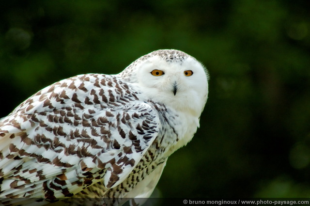 Rapace - Chouette Harfang
Une magnifique chouette blanche pouvant 
atteindre 70 cm. Originaire du grand nord 
(contrées artiques), elle sait fondre en silence
sur ses proies (lemmings, lièvres, poissons, oiseaux...),
qu'elle aura pu repérer jusqu'à  1km de distance grà¢ce
à  sa vue perà§ante et son ouà¯e très fine.


Mots-clés: oiseau rapace les_plus_belles_images_de_nature
