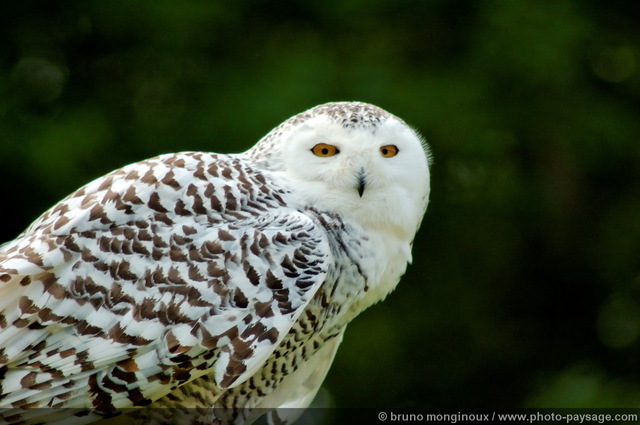 Rapace - Chouette Harfang
Une magnifique chouette blanche pouvant 
atteindre 70 cm. Originaire du grand nord 
(contrées artiques), elle sait fondre en silence
sur ses proies (lemmings, lièvres, poissons, oiseaux...),
qu'elle aura pu repérer jusqu'à 1km de distance grâce
à sa vue perçante et son ouïe très fine.


Mots-clés: oiseau rapace les_plus_belles_images_de_nature