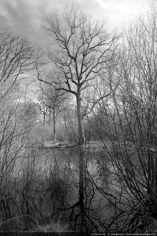 Un arbre se reflète dans la mare
Forêt de Ferrières, Seine et Marne
Mots-clés: ferrieres seine_et_marne mare zone-humide reflets cadrage_vertical