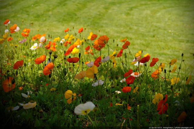 Coquelicots au parc Montsouris-05
Paris, France
Mots-clés: paris jardin_public_paris coquelicot