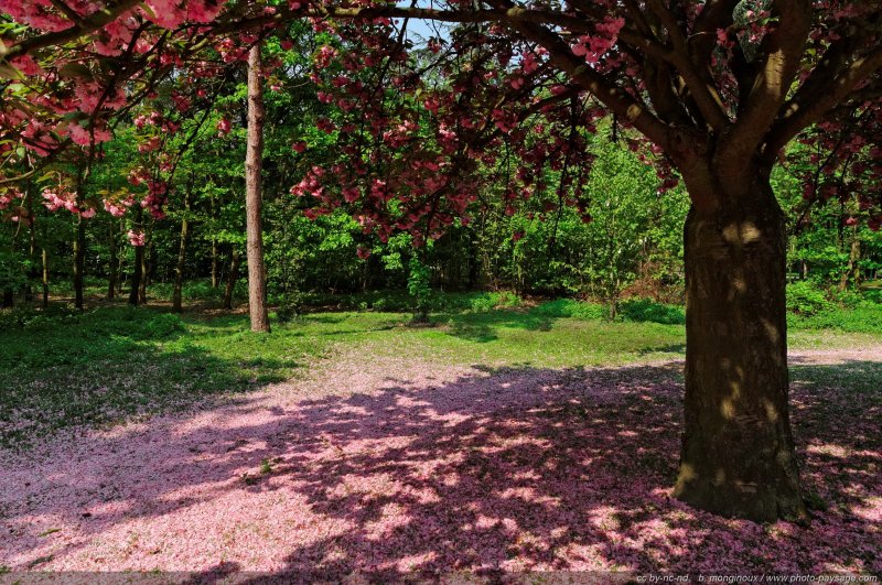 Sous le cerisier en fleur
Bois de Boulogne, 
Paris, France
Mots-clés: arbre_en_fleur paris bois_de_boulogne printemps cerisier petales