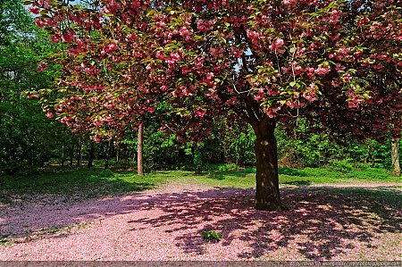 Bois_de_Boulogne_-16.jpg