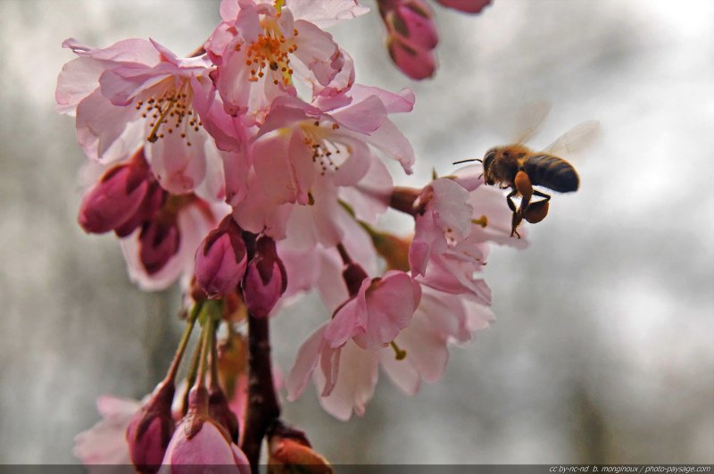 Abeille ouvrière
Une petite abeille butinant les 
fleurs d'un cerisier.
Mots-clés: printemps arbre_en_fleur cerisier insecte abeille couleur_blanc couleur_rose