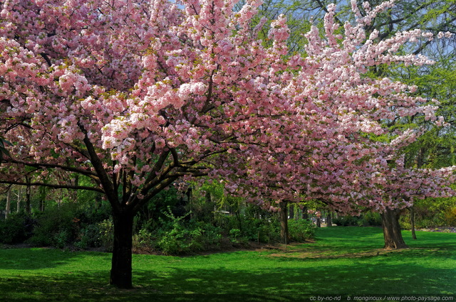 Arbre fleuri & touche printanière pour fond d'écran
[Le printemps en image]
Mots-clés: arbre_remarquable regle_des_tiers fleurs printemps cerisier jardin pelouse couleur_rose couleur_vert plus_belles_images_de_printemps les_plus_belles_images_de_nature