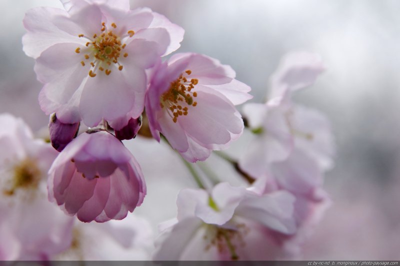 Belles fleurs de cerisier
Mots-clés: printemps arbre_en_fleur cerisier couleur_rose